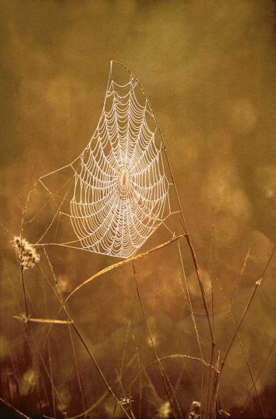 TX, Rio Grande Valley Backlit spider web